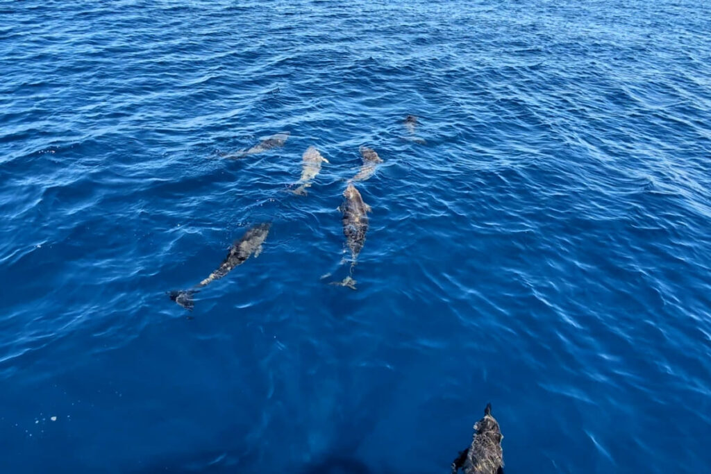 dauphins fuerteventura