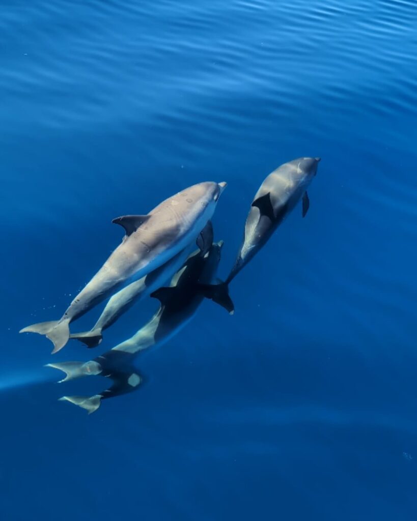 observation des dauphins fuerteventura