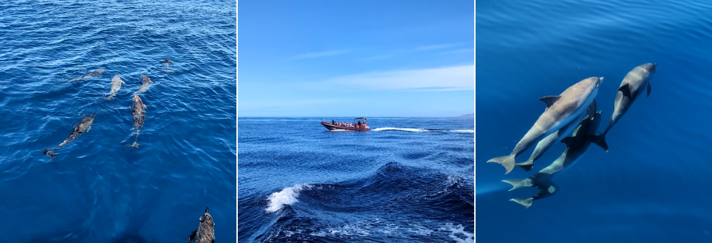 voir les dauphins à fuerteventura