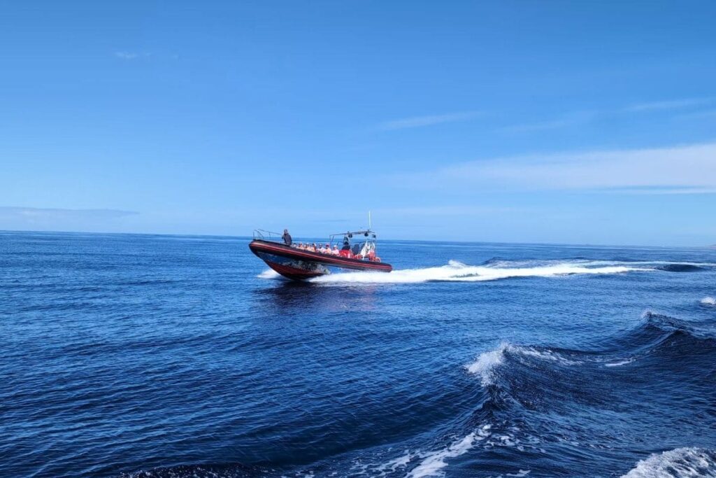 voir les dauphins fuerteventura sortie 2h